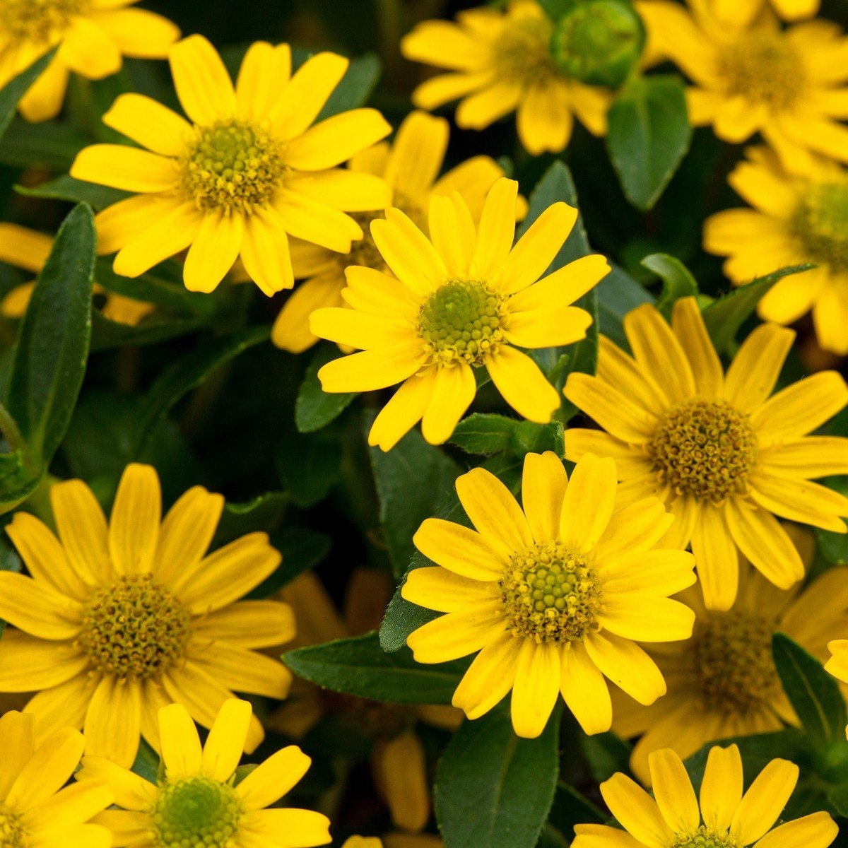 Organic Yellow Sanvitalia Flower Seeds for Planting Heirloom, Non-GMO