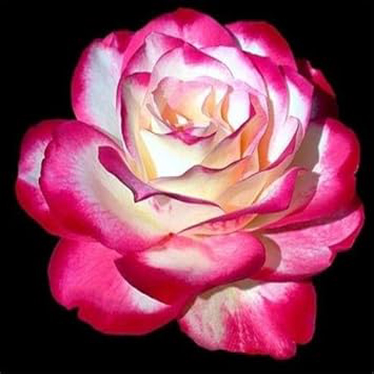 Pink Osiria Rose Flower Seeds Non-GMO Heirloom Seeds for Planting, High Germination Organic Garden Seeds