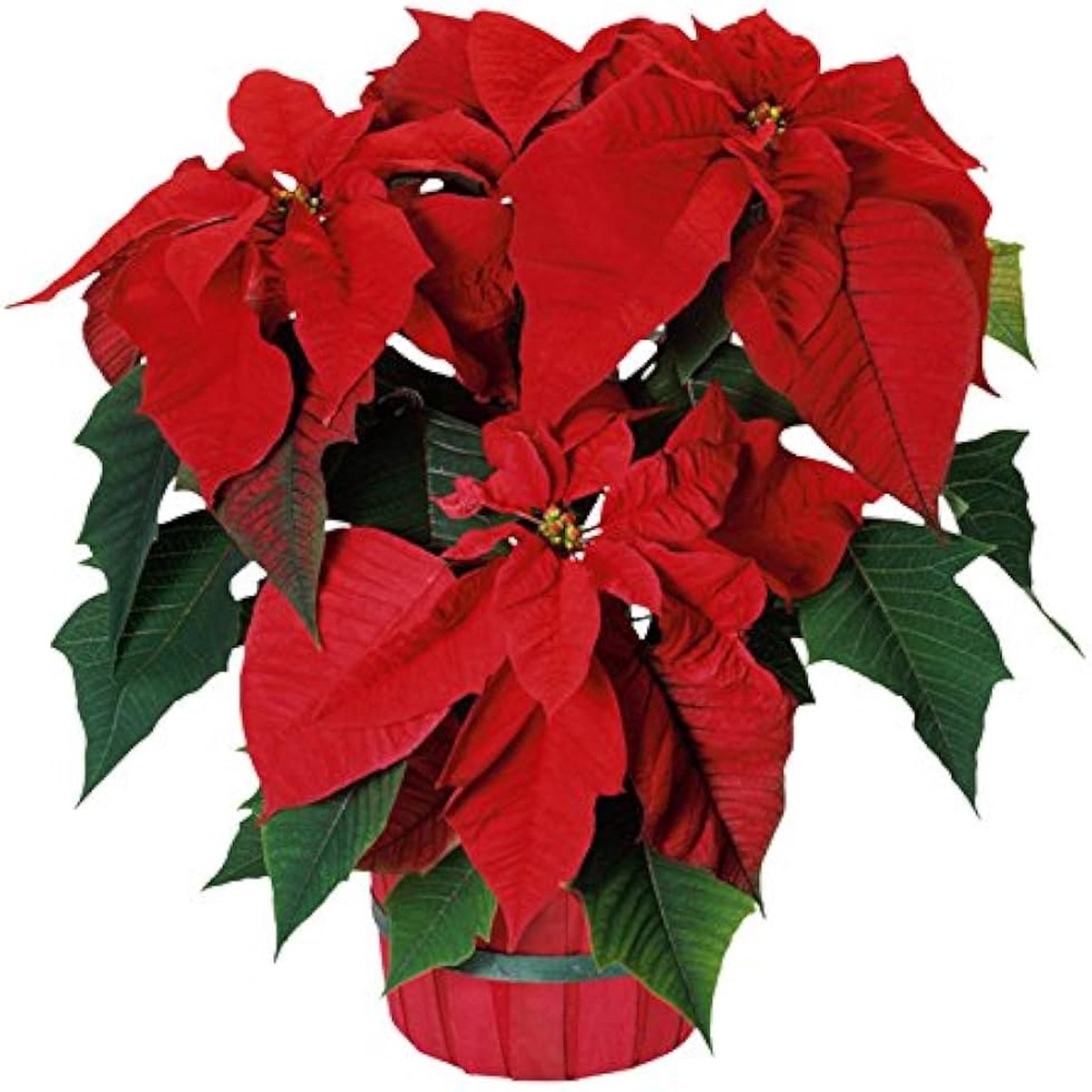 Poinsettia Flower Seeds for Planting Heirloom, 100 pcs, Non-GMO, High Germination, Organic Garden Seeds