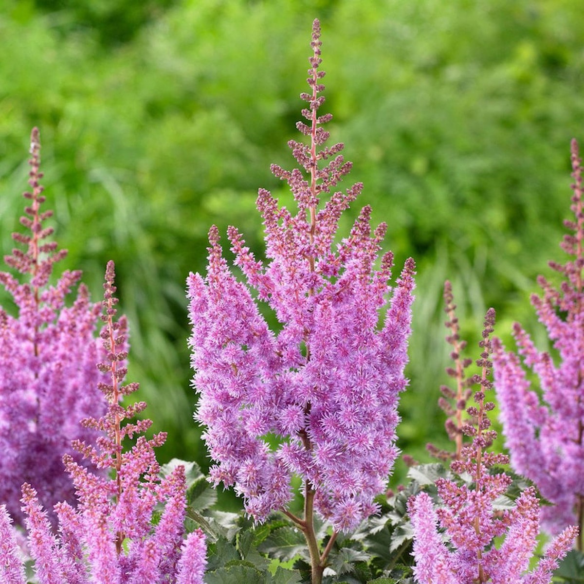 Purple Astilbe Flower Seeds Heirloom Non-GMO for Garden Planting
