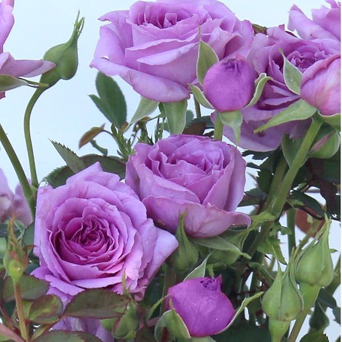 Violet Climbing Rose Flower Seeds Heirloom Non-GMO Organic Garden Seeds | High Germination Seeds for Planting