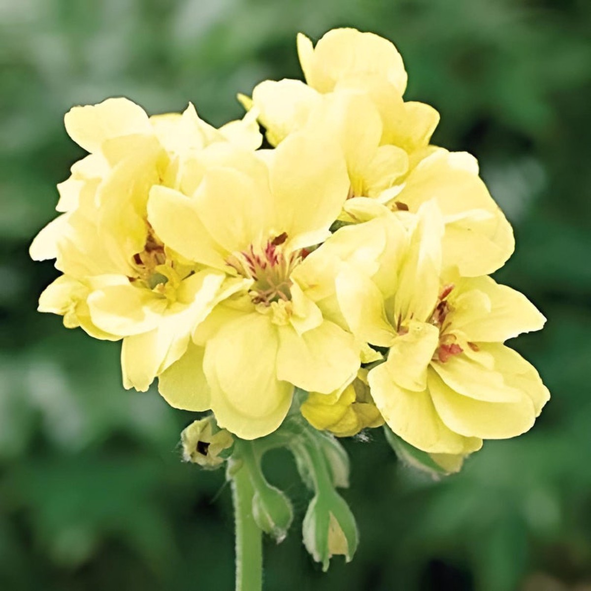 Yellow Geranium Flower Seeds for Garden Planting - Heirloom & Non-GMO Seeds