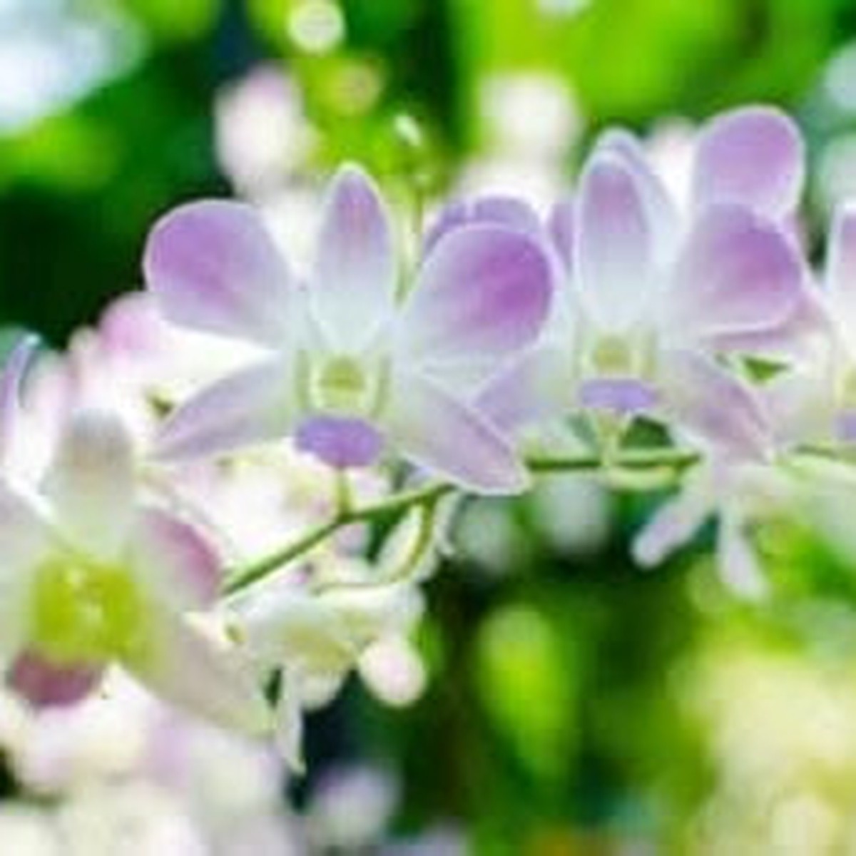 Ascocentrum Purple White Seeds for Planting Organic, Heirloom, Non-GMO Flower Seeds