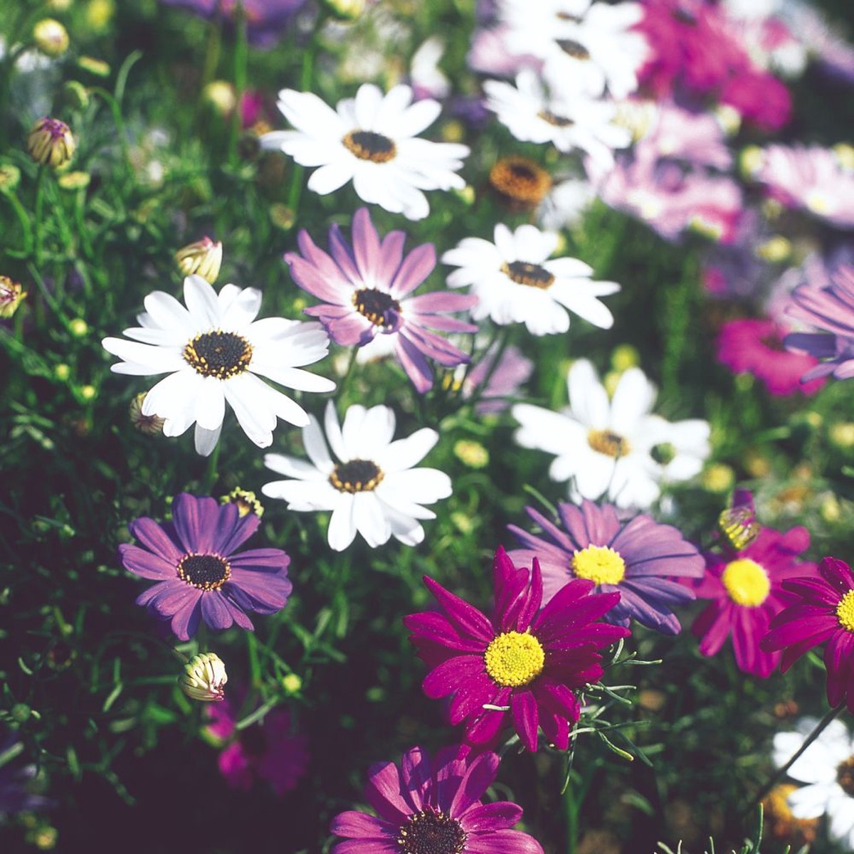Brachyscome Mixed Seeds for Planting Organic, Heirloom, Non-GMO Flower Seeds