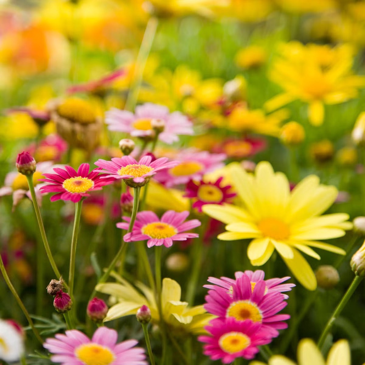 Dassi Mixed Flower Seeds for Planting Organic, Heirloom, Non-GMO Garden Seeds