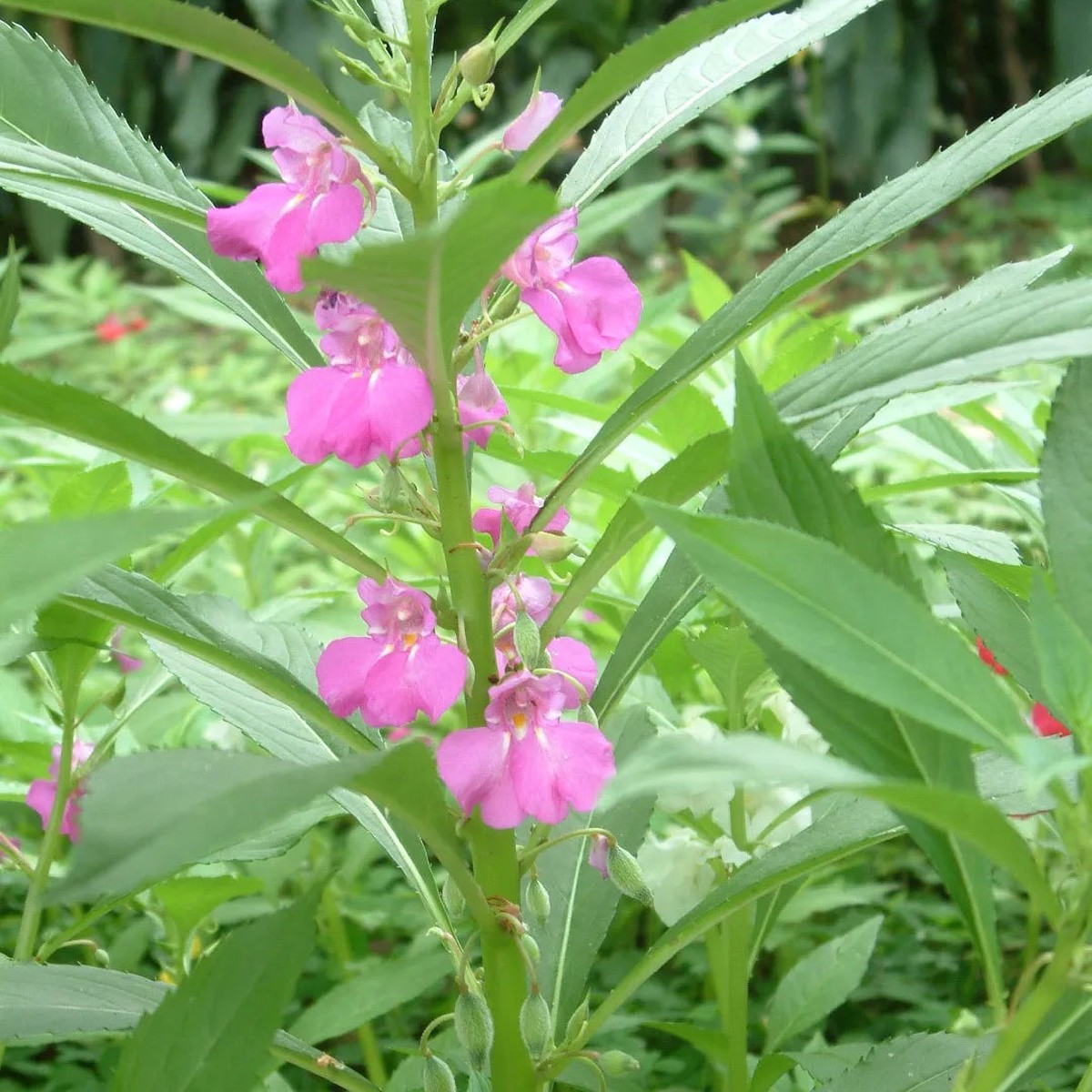 Impatiens Balsamine Violet Seeds Organic, Heirloom, Non-GMO Seeds for Planting