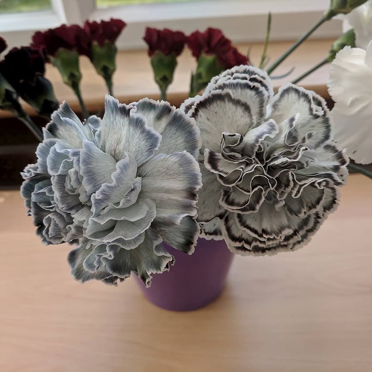 Organic Gray Carnation Flower Seeds for Planting Heirloom, Non-GMO