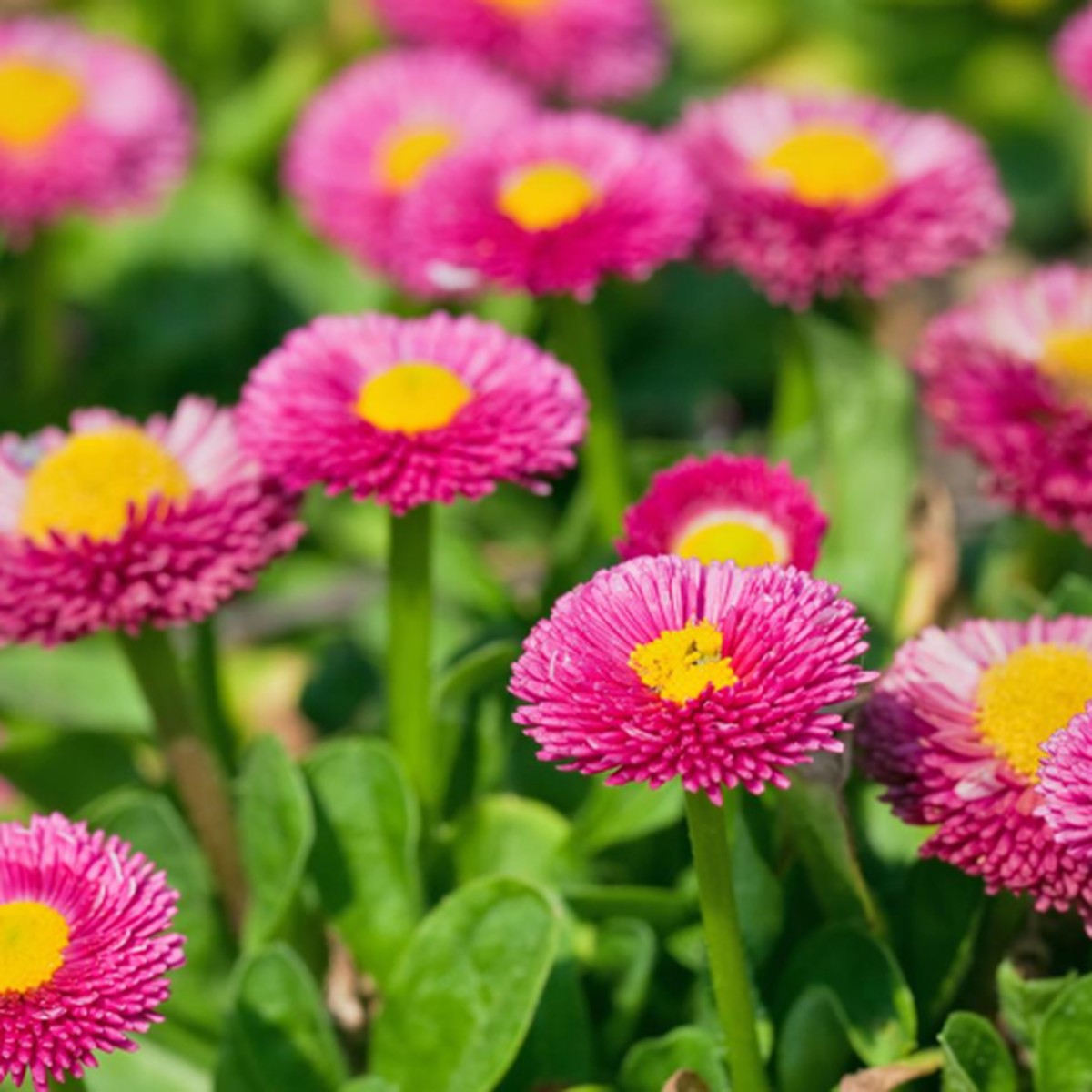 Organic Pink Bellis Flower Seeds for Planting Heirloom, Non-GMO