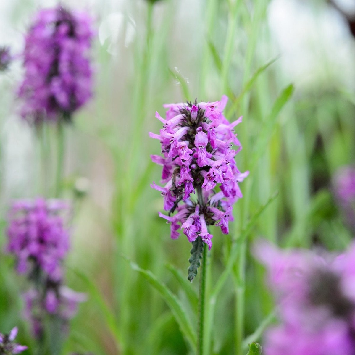 Organic Purple Stachys Plant Seeds for Planting Heirloom, Non-GMO High Germination Garden Seeds