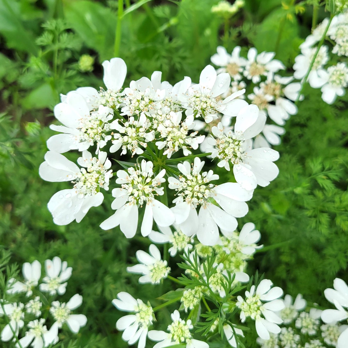 Organic White Orlaya Flower Seeds for Planting Heirloom, Non-GMO