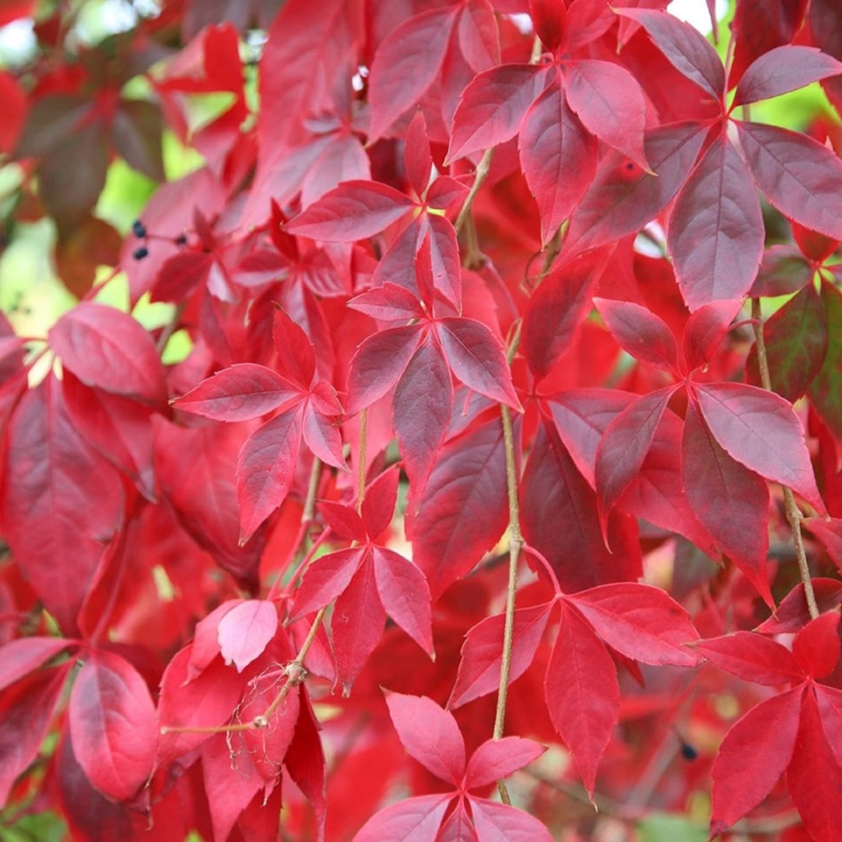 Parthenocissus Seeds for Planting Organic, Heirloom, Non-GMO Climbing Plant Seeds