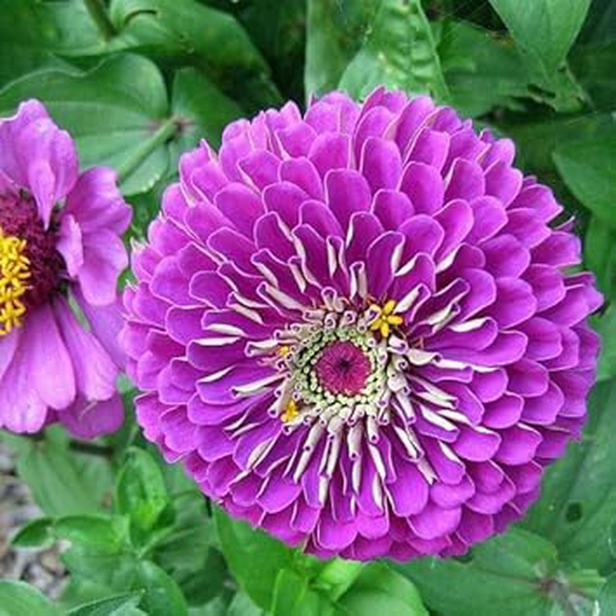 Purple Zinnia Flower Seeds for Garden Planting Bright Blooms, Non-GMO, Heirloom Seeds