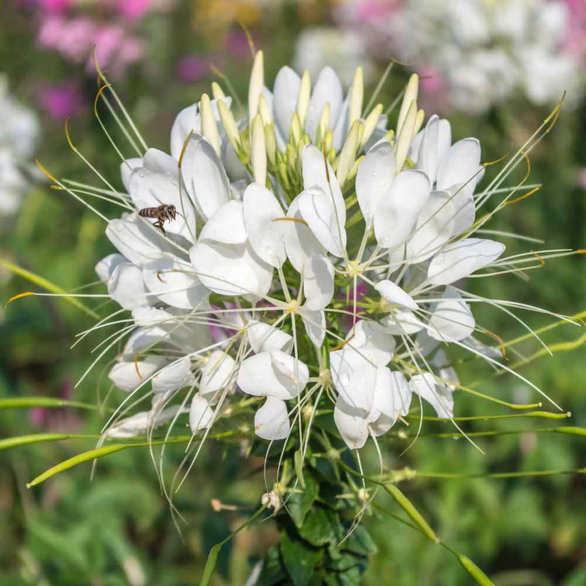 White Cleome Flower Seeds for Planting Heirloom, Non-GMO Flower Seeds