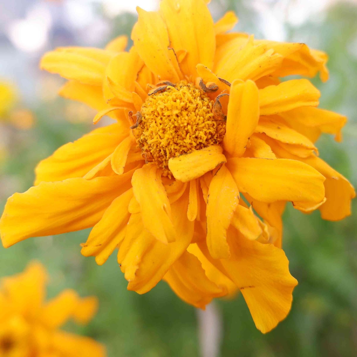 Yellow Marigold Tangerine Flower Seeds for Planting - Heirloom and Non-GMO Seeds for Beautiful Home Garden