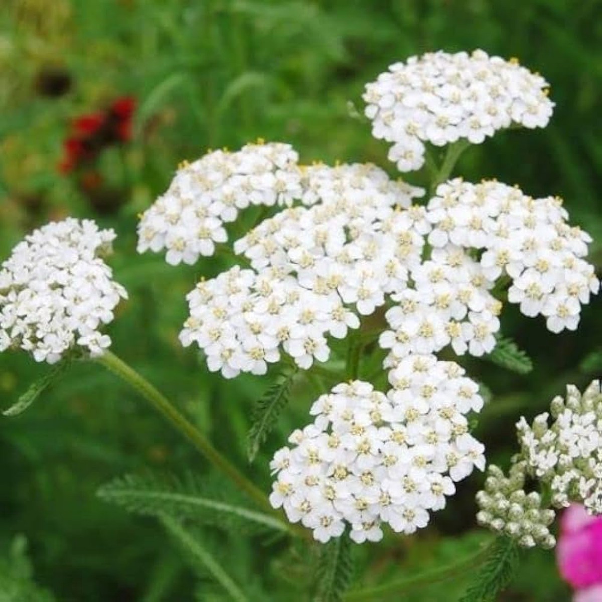 Achillea White Flower Seeds for Planting Organic, Heirloom, Non-GMO Seeds