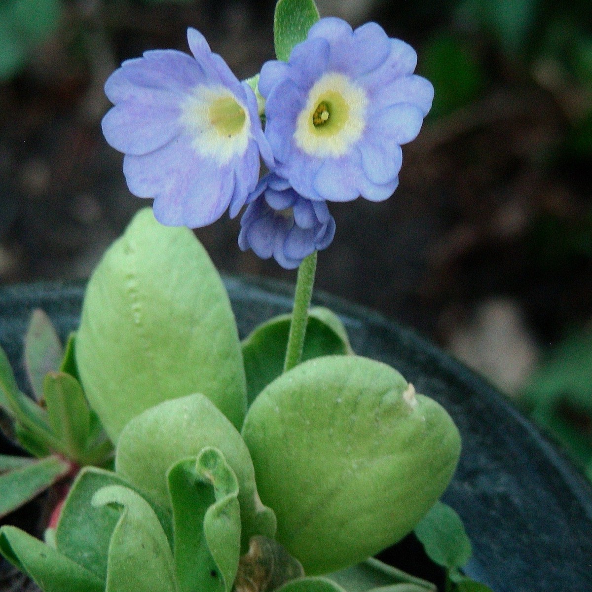 Blue Primula Auricula Seeds for Planting Organic, Heirloom, Non-GMO Flower Seeds
