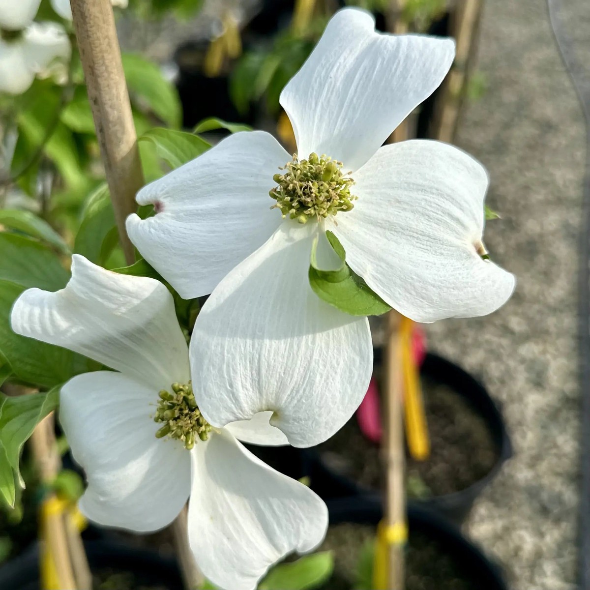 Cornus Florida Seeds for Planting Organic Heirloom Non-GMO High Germination Flowering Tree Seeds