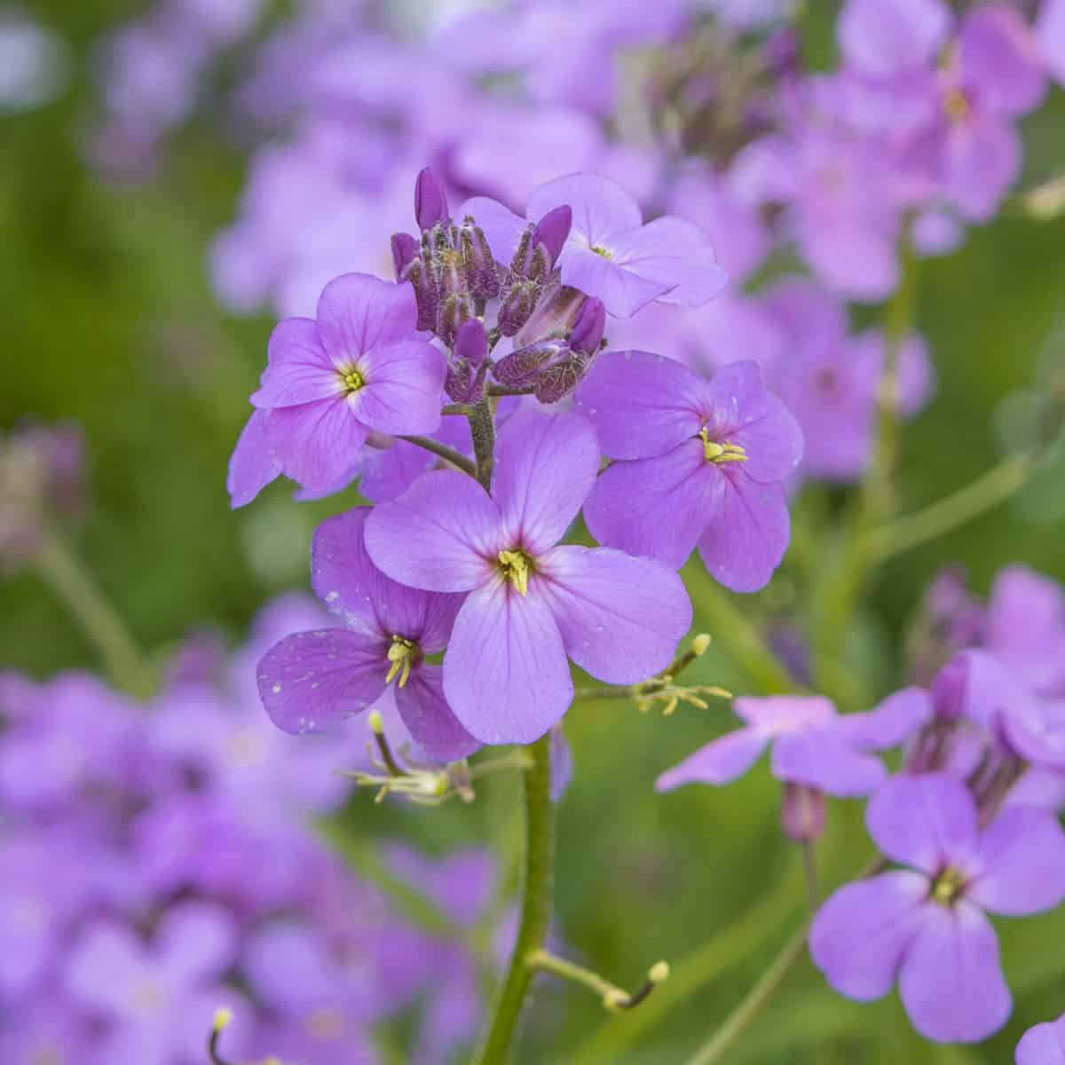 Dame's Rocket Violet Flower Seeds Organic, Heirloom, Non-GMO Seeds for Planting