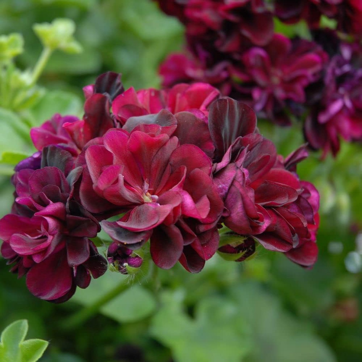 Geranium Dark Burgundy Seeds Heirloom Non-GMO Organic Flower Seeds for Planting High Germination Garden Seeds
