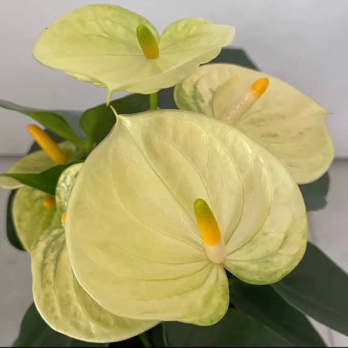 Heirloom Non-GMO Anthurium Flower Seeds for Planting Light Yellow Exotic Blooms