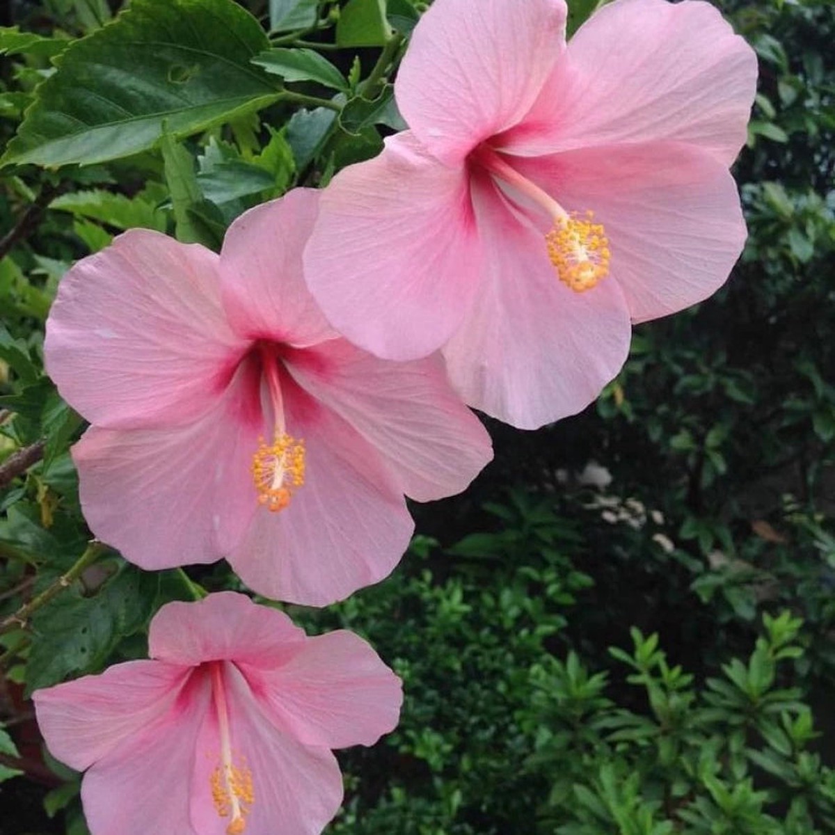 Heirloom Non-GMO Baby Pink Hibiscus Flower Seeds Delicate Tropical Blooms for Garden Planting