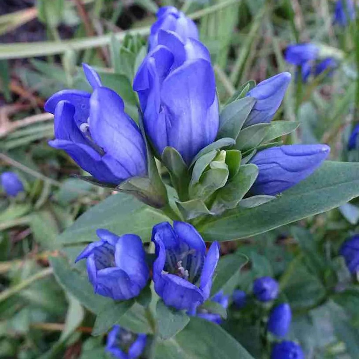Heirloom Non-GMO Blue Gentiana Sceptrum Flower Seeds for Alpine Garden Beds and Vibrant Outdoor Planting