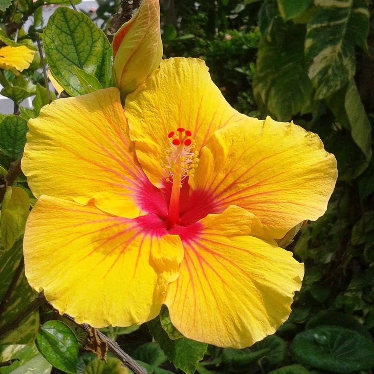 Heirloom Non-GMO Hibiscus Seeds Premium Clear Variety for Thriving Blooms