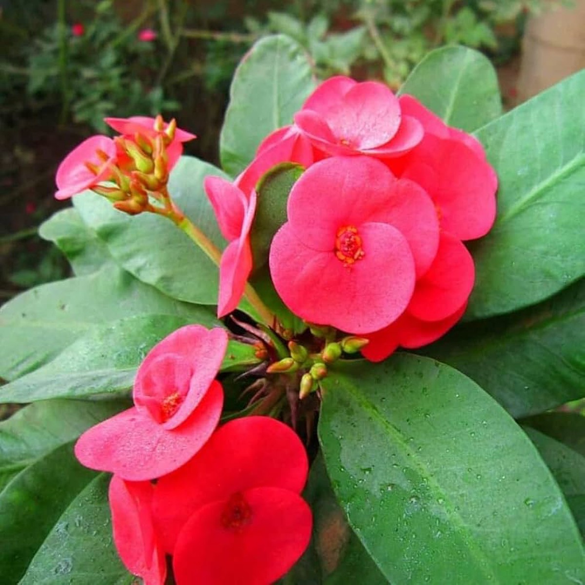 Heirloom Red Euphorbia Milii Flower Seeds for Planting Non-GMO, Organic Garden Seeds