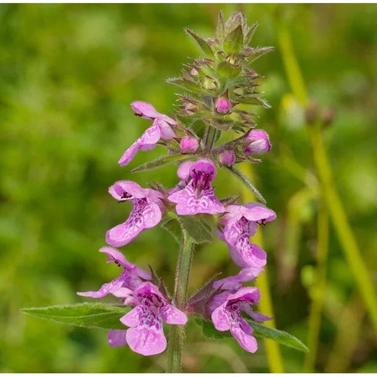 Marsh Woundwort Purple Flower Seeds Organic, Heirloom, Non-GMO Seeds for Planting