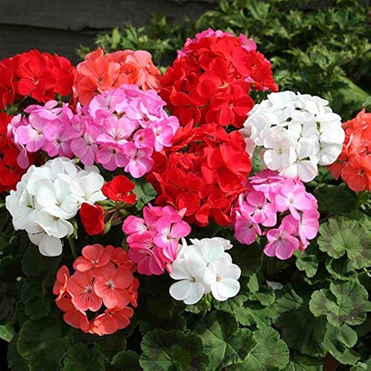 Mixed Geranium Flower Seeds for Planting Heirloom, Non-GMO, Organic Garden Seeds