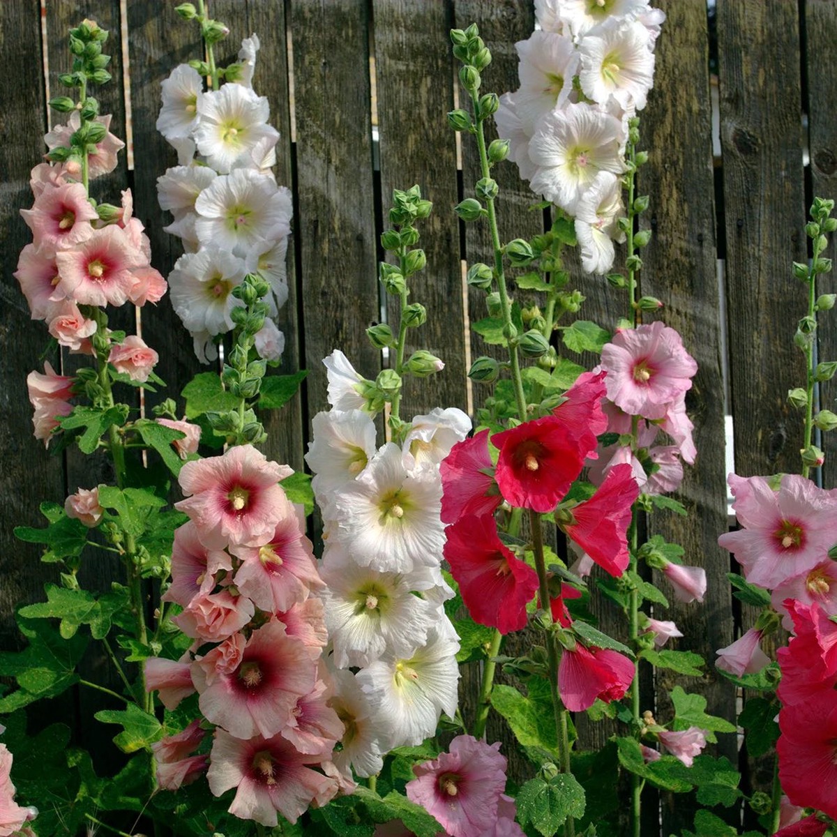nic Hollyhock Flower Seeds for Planting Heirloom, Non-GMO