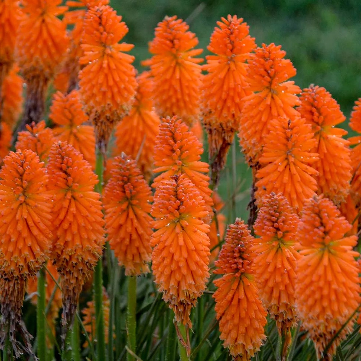 Orange Hot Poker Torch Lily, Kniphofia Perennial Flower Seeds Heirloom, Non-GMO Garden Seeds