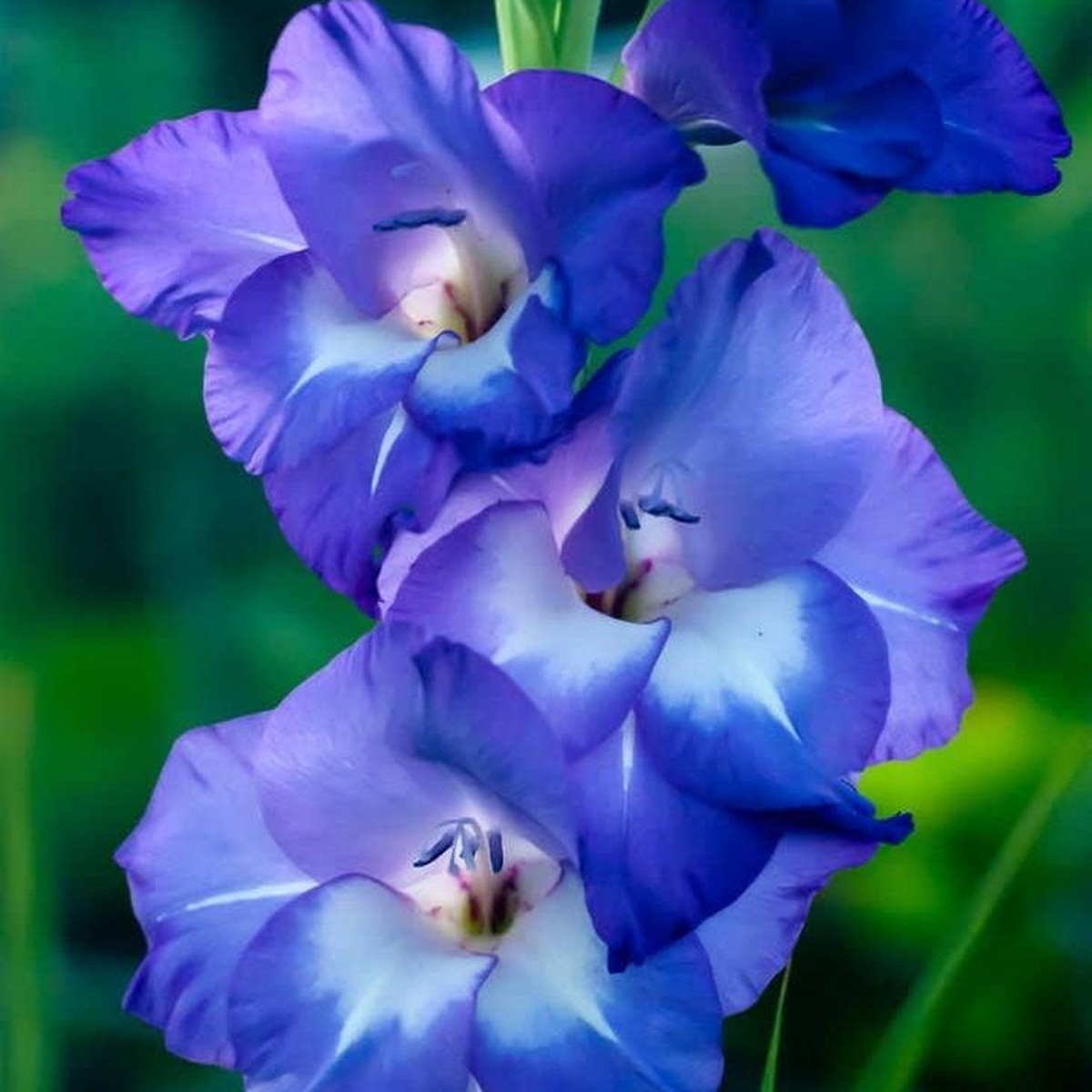 Organic Blue Gladiolus Flower Seeds for Planting Heirloom, Non-GMO