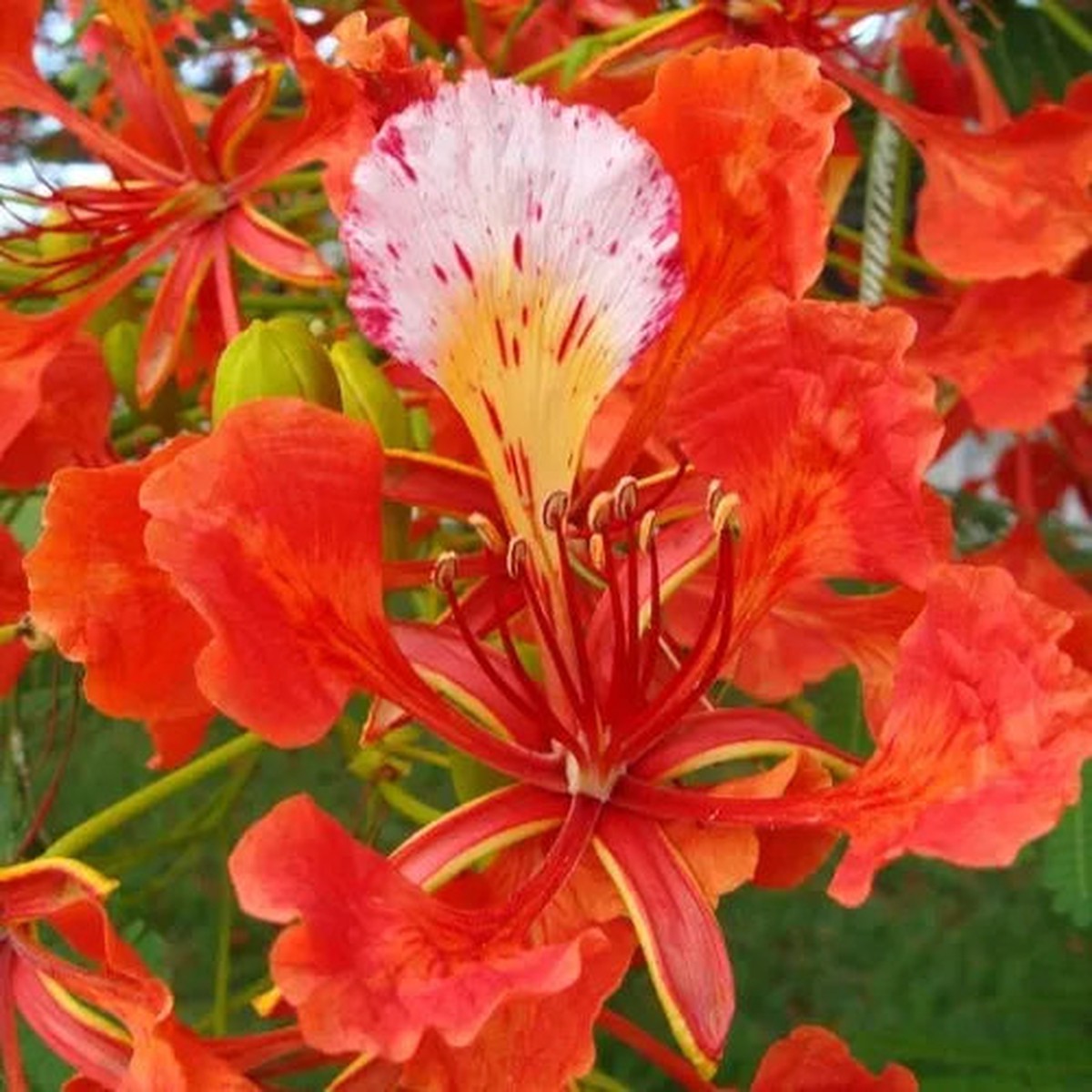 Organic Flamboyant Flower Seeds for Planting Heirloom, Non-GMO