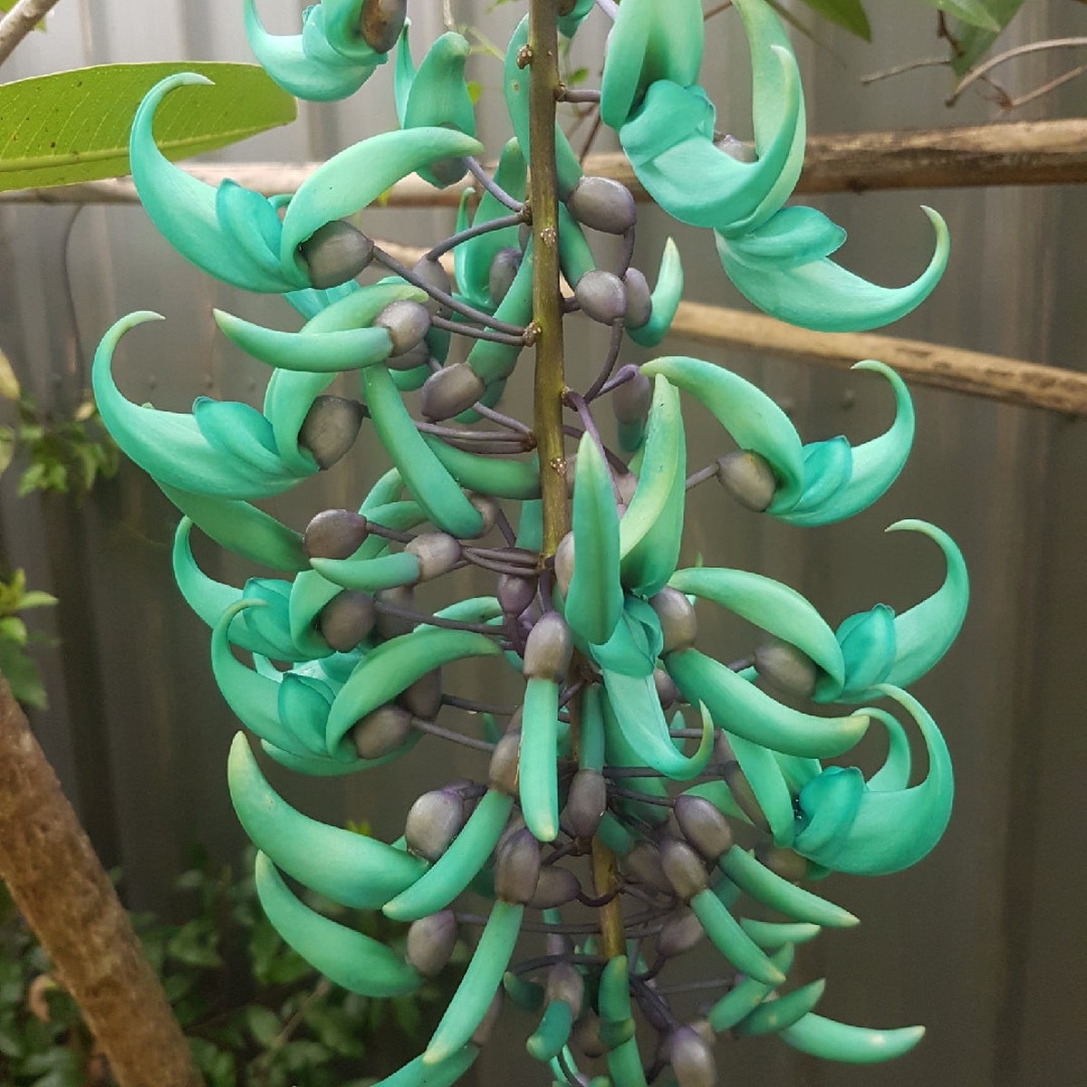 Organic Green Jade Flower Seeds for Planting Heirloom, Non-GMO, High Germination Organic Garden Seeds