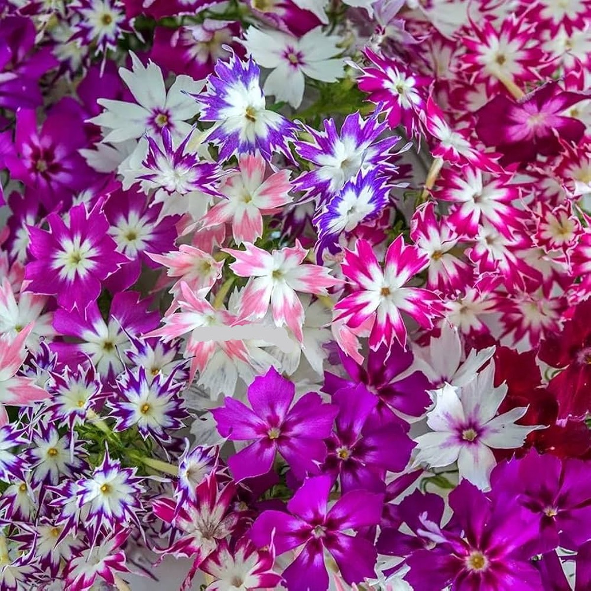 Organic Mixed Twinkle Star Flower Seeds for Planting Heirloom, Non-GMO