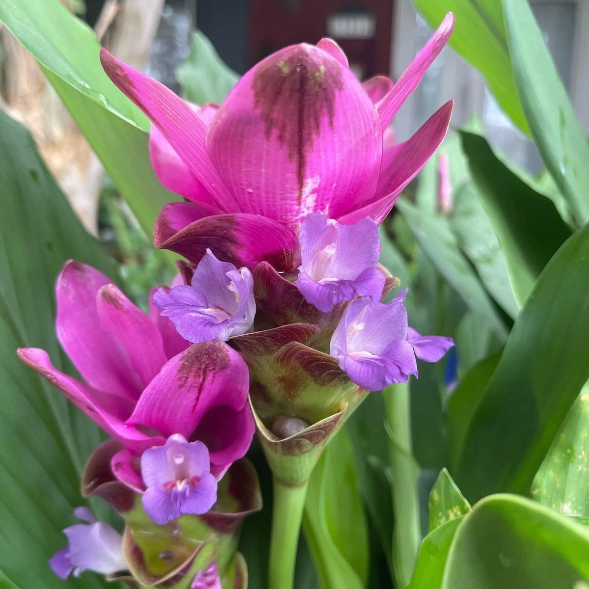 Organic Purple Curcuma Flower Seeds for Planting Heirloom, Non-GMO
