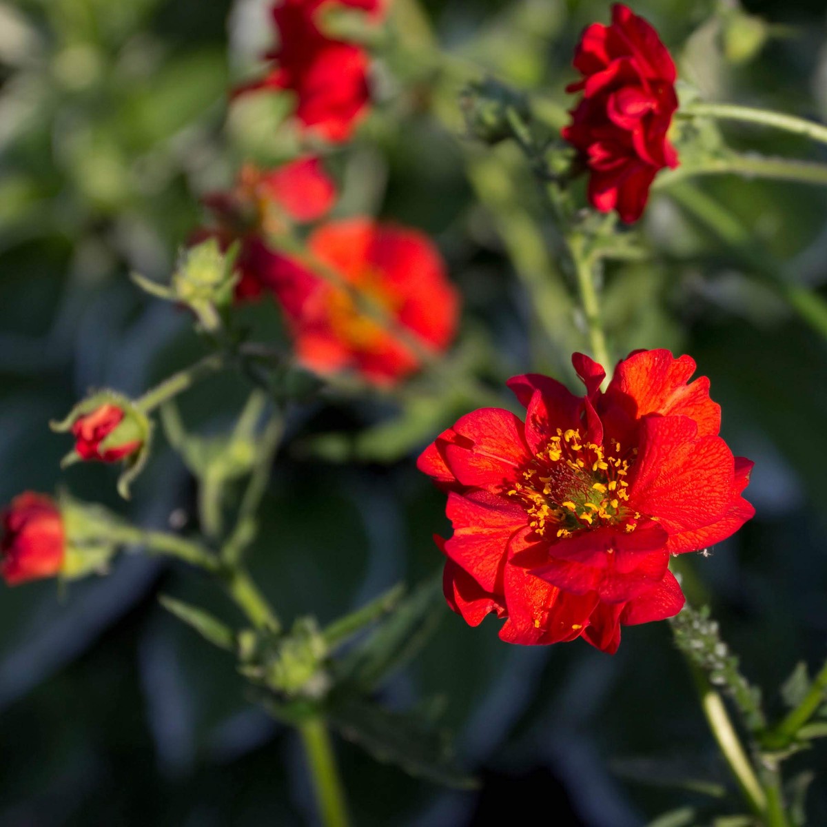 Organic Red Bradshaw Flower Seeds for Planting Heirloom, Non-GMO
