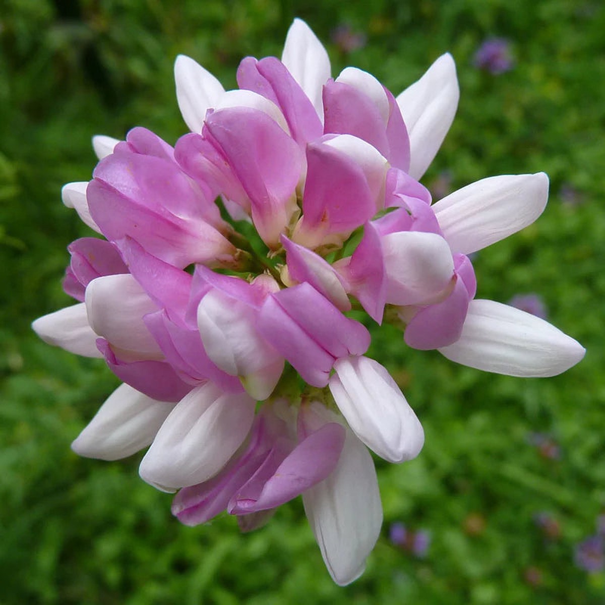 Organic Violet Coronilla Flower Seeds for Planting Heirloom, Non-GMO