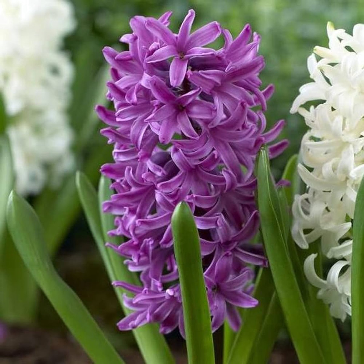 Organic Violet Hyacinth Flower Seeds for Planting Heirloom, Non-GMO