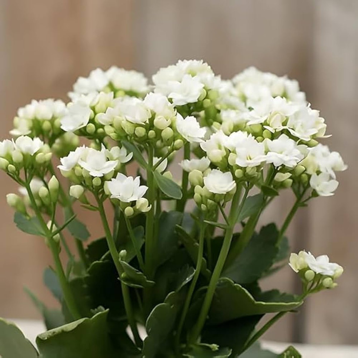 Organic White Kalanchoe Flower Seeds for Planting Heirloom, Non-GMO, High Germination
