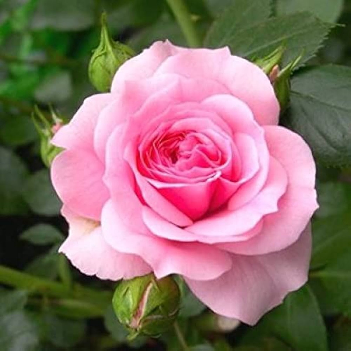 Pink Rose Flower Seeds for Planting 10 pcs, Heirloom, Non-GMO, High Germination Garden Seeds