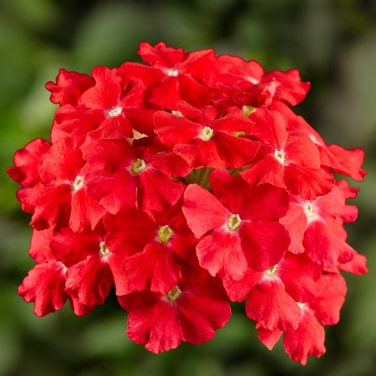 Red Verbena Scarlet Flower Seeds for Planting Heirloom, Non-GMO, Organic Garden Seeds
