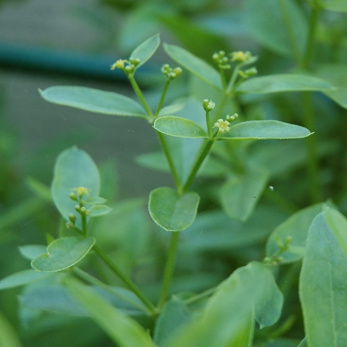 Rubia Tinctorum Green Seeds for Planting Organic, Heirloom, Non-GMO Seeds