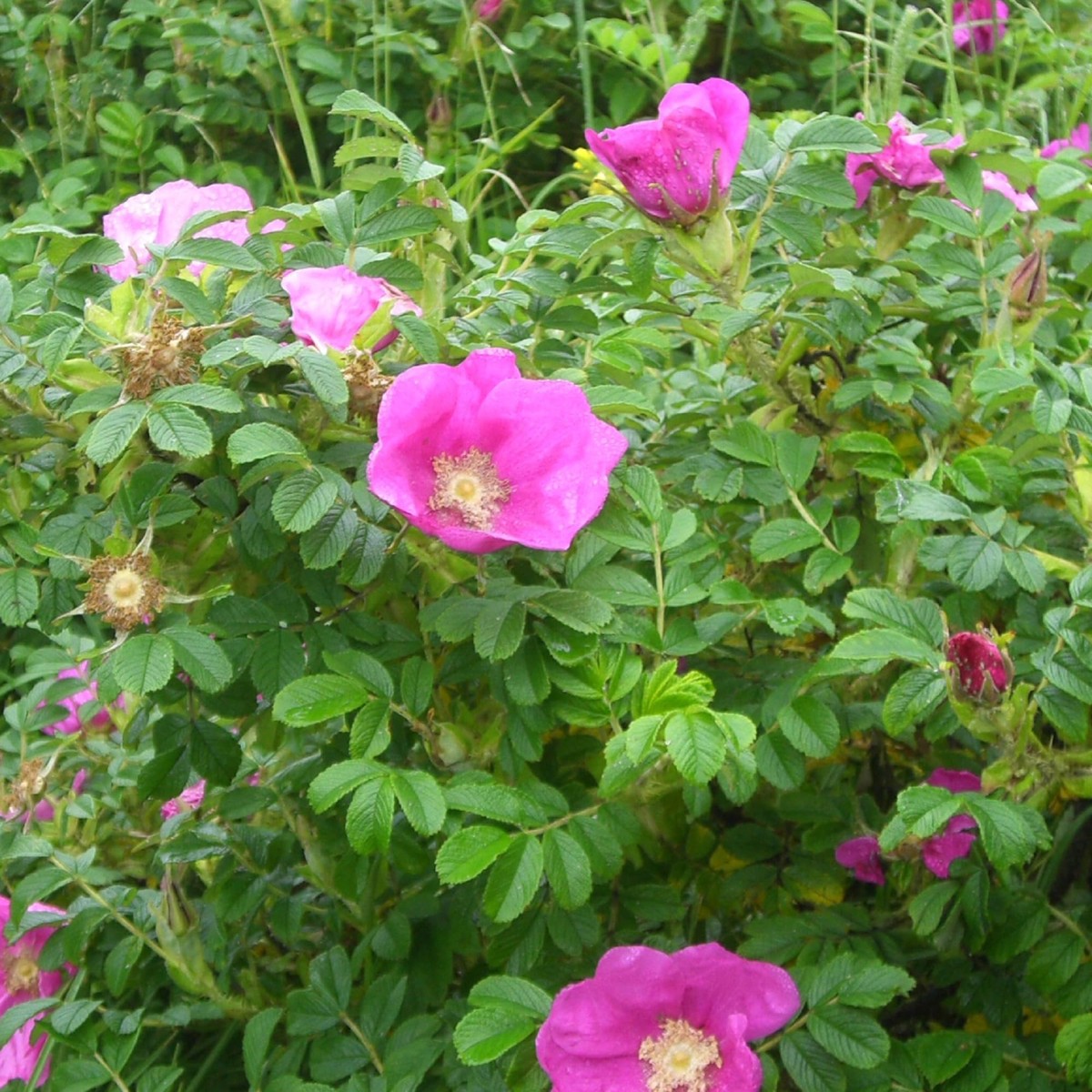 Rugosa Pink Seeds for Planting Organic, Heirloom, Non-GMO Flower Seeds