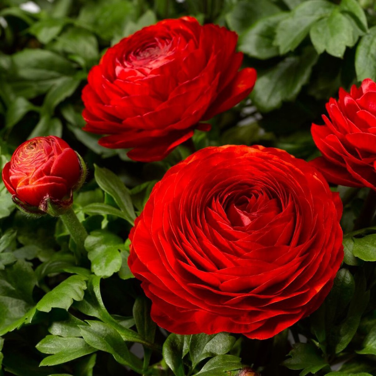 Asiaticus Ranunculus Seeds Organic, Heirloom, Non-GMO Flower Seeds for Planting