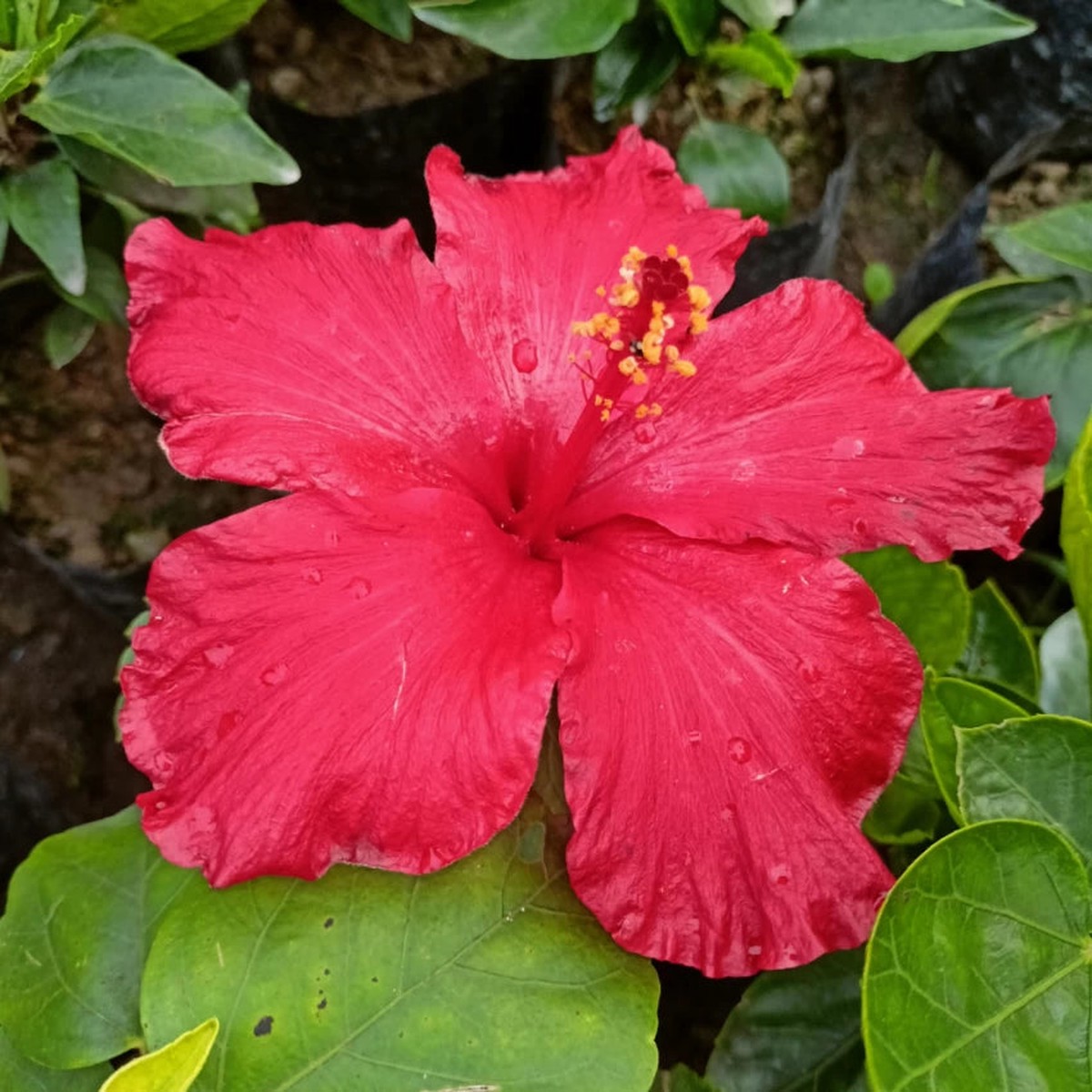 Burgundy Hibiscus Flower Seeds Heirloom Non-GMO Flower Seeds for Planting with Rich Color