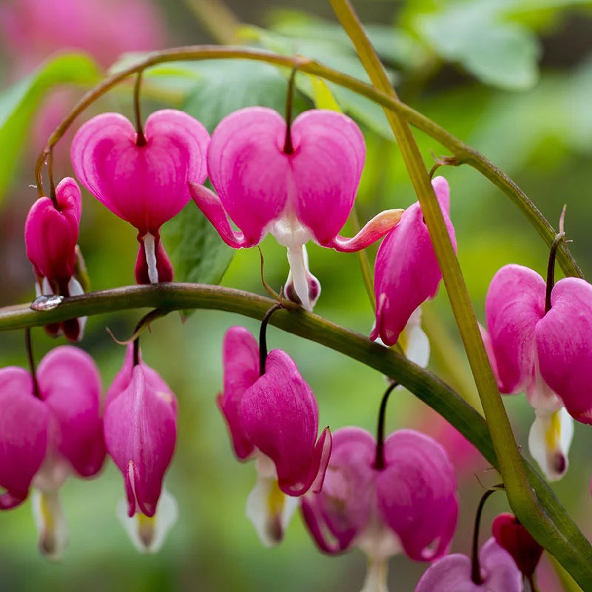 Heirloom Non-GMO Bleeding Heart Flower Seeds for Planting Romantic Garden Borders, High Germination