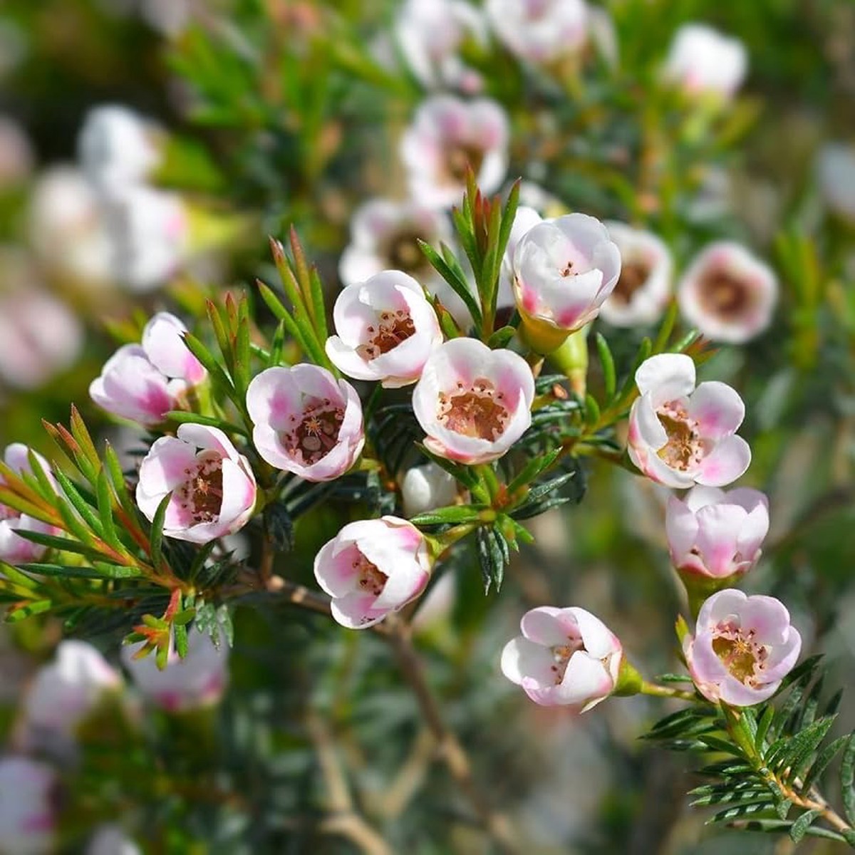 Heirloom Non-GMO Geraldton Flower Seeds for Planting Vibrant Garden Displays, High Germination Organic Garden Seeds
