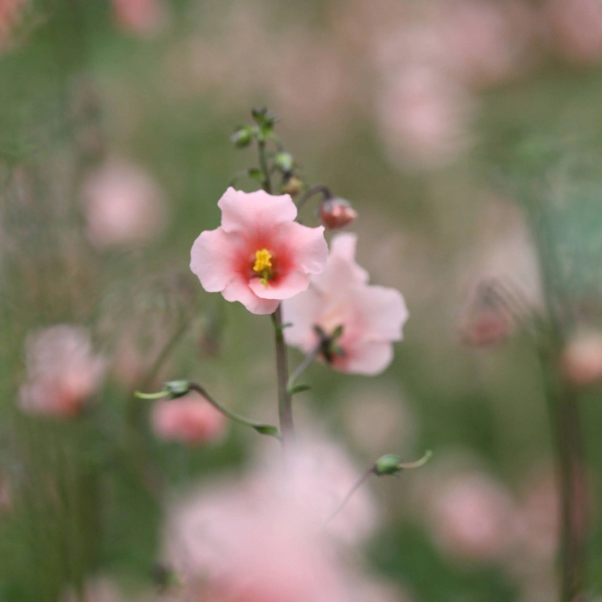 Heirloom Non-GMO Pink Alonsoa Flower Seeds Delicate Garden Borders & Seasonal Planting